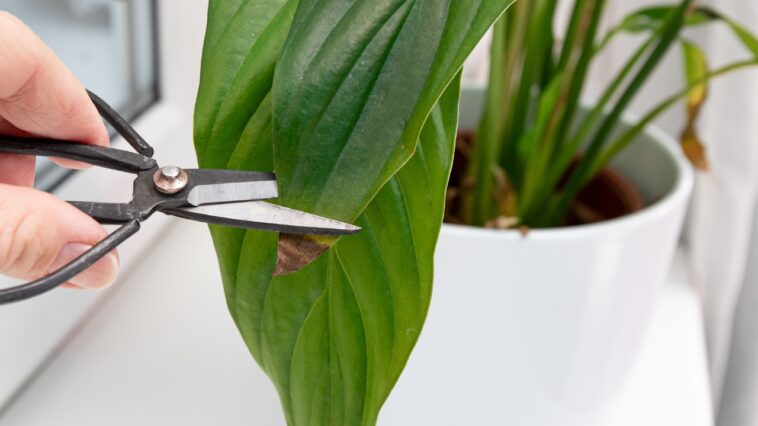 Découvrez les causes des pointes de feuilles brunes sur vos plantes d’intérieur et comment les maintenir en bonne santé ?