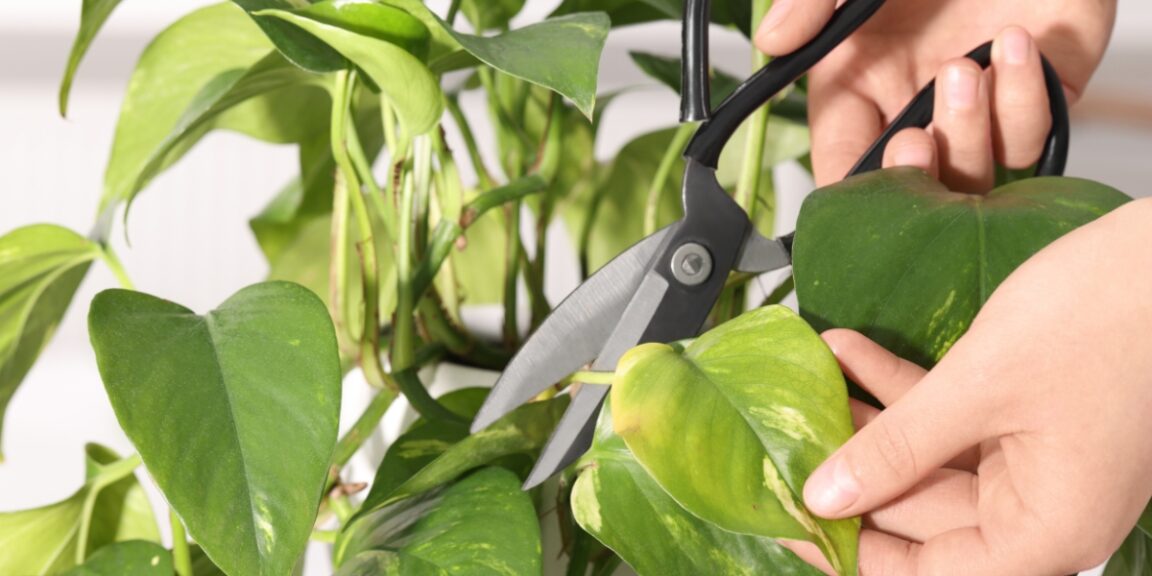 Conseils de jardinage : Comment retirer les pointes brunes des feuilles de vos plantes d'intérieur ?