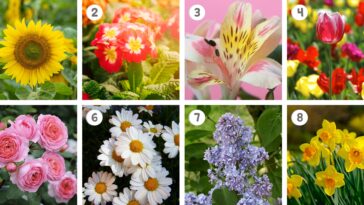 Test de personnalité : La plante de votre choix a un secret à vous révéler sur votre vie.