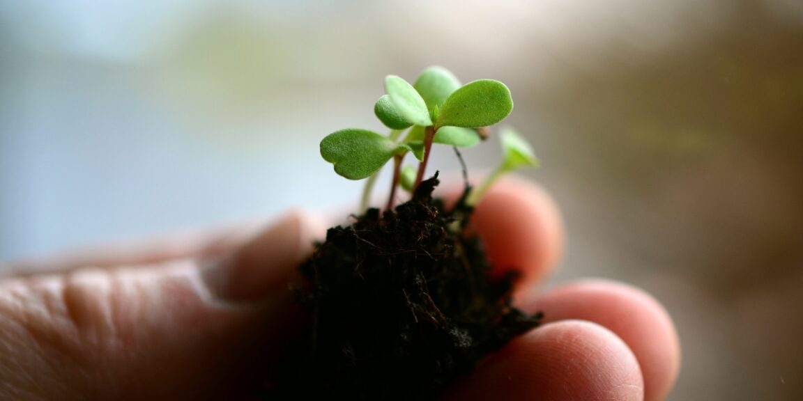 Que faire si votre plante d’intérieur ne pousse plus ?