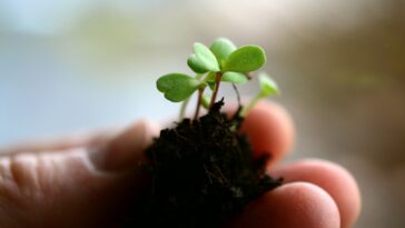 Que faire si votre plante d’intérieur ne pousse plus ?