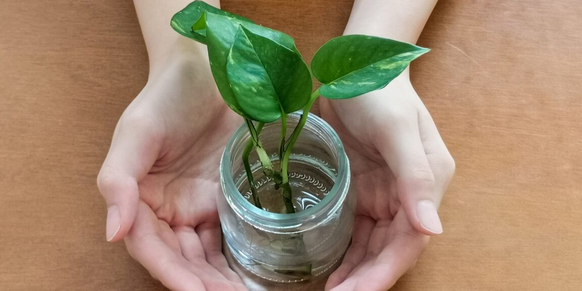 Quels conseils pour revitaliser vos plantes d’intérieur ?