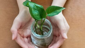 Quels conseils pour revitaliser vos plantes d’intérieur ?