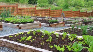 Que semer en février au potager ?