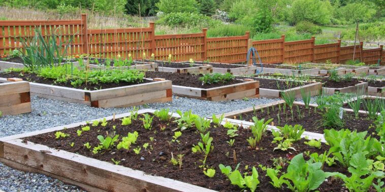 Que semer en février au potager ?