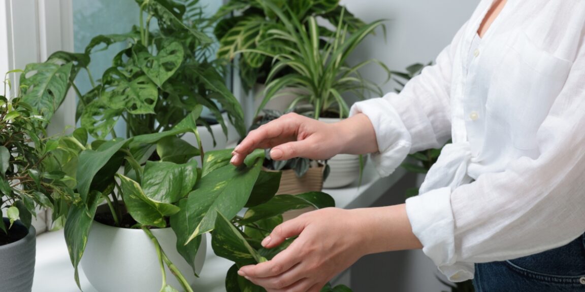 Vous n'avez pas la main verte, découvrez les plantes faciles à entretenir !
