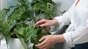 Vous n'avez pas la main verte, découvrez les plantes faciles à entretenir !