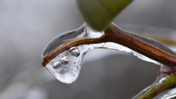 Comment sauver une plante qui a pris le gel en pot ou en pleine terre et la faire repartir ?