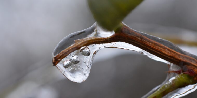 Comment sauver une plante qui a pris le gel en pot ou en pleine terre et la faire repartir ?