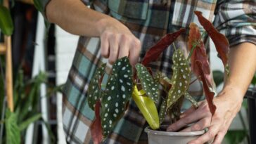 Comment entretenir un bégonia maculata ? La plante idéale pour tous ceux qui n’ont pas la main verte !