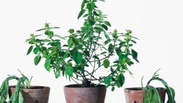 Astuces de jardinage : apprenez à distinguer une plante endormie d’une plante morte
