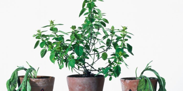 Astuces de jardinage : apprenez à distinguer une plante endormie d’une plante morte