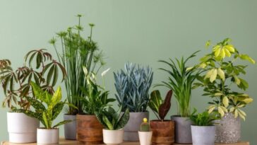Voici la variété de plante à choisir si vous n’avez pas la main verte : découvrez nos astuces infaillibles