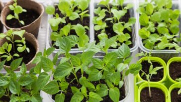 Astuces infaillibles pour des semis réussis : fleurs éclatantes et légumes abondants garanties