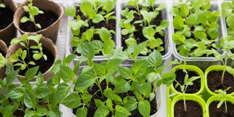 Astuces infaillibles pour des semis réussis : fleurs éclatantes et légumes abondants garanties