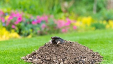Découvrez l'astuce méconnue pour bannir les taupes de votre jardin une bonne fois pour toutes !