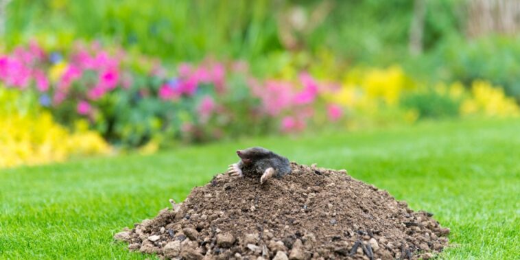 Découvrez l'astuce méconnue pour bannir les taupes de votre jardin une bonne fois pour toutes !