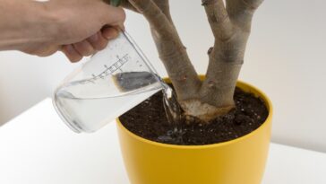 Comment sauver une plante victime de sur-arrosage ?