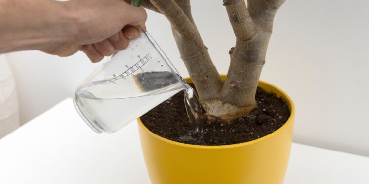 Comment sauver une plante victime de sur-arrosage ?