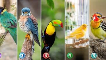 Test de personnalité : Révélez les secrets de votre âme en choisissant parmi ces 5 oiseaux !