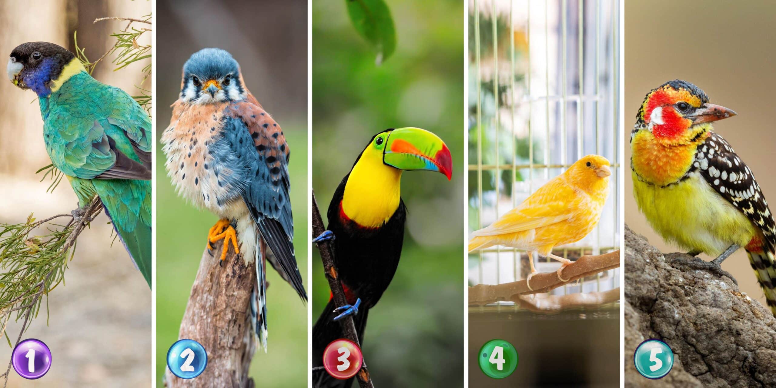 Test de personnalité : Révélez les secrets de votre âme en choisissant parmi ces 5 oiseaux !