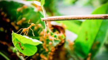 Comment éloigner les fourmis des semis ? Voici les produits qu’elles détestent le plus pour les repousser naturellement !