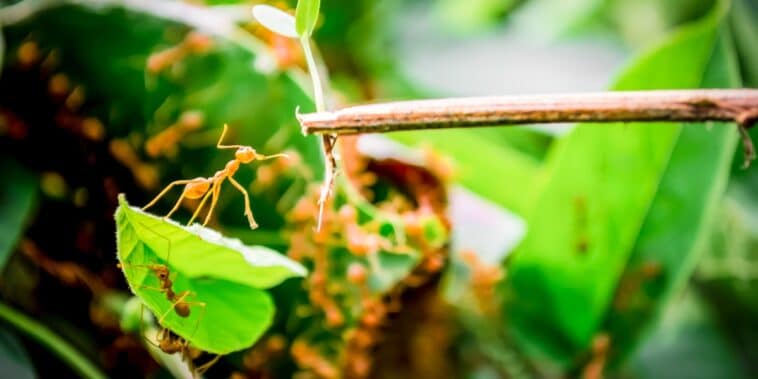 Comment éloigner les fourmis des semis ? Voici les produits qu’elles détestent le plus pour les repousser naturellement !
