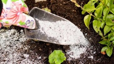 Quand mettre de la cendre sur la pelouse ? Quels sont les bienfaits et les erreurs à éviter ?