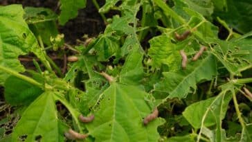 Comment protéger les semis des limaces ? 3 solutions simples et naturelles !