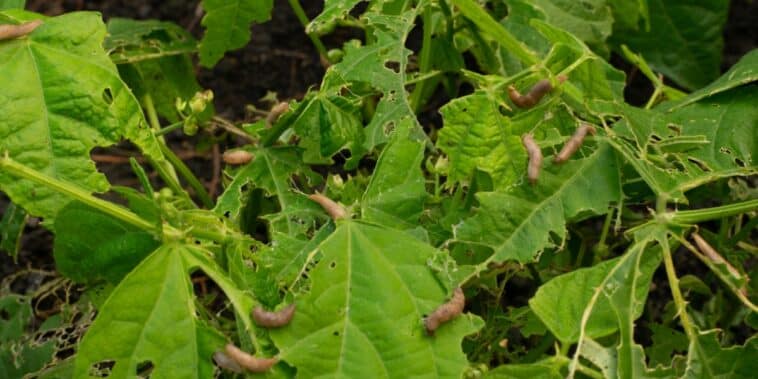 Comment protéger les semis des limaces ? 3 solutions simples et naturelles !
