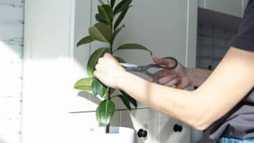 Comment éviter le jaunissement des feuilles des plantes ?