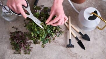 Conseils d'expert pour sauver vos plantes : que faire quand les feuilles jaunissent, tombent ou se flétrissent