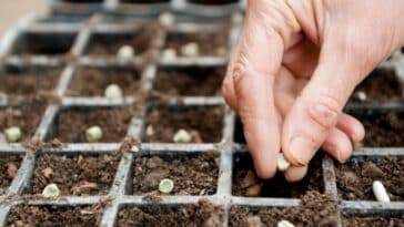 Comment faire ses semis en terrine au printemps ?