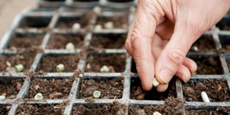 Comment faire ses semis en terrine au printemps ?