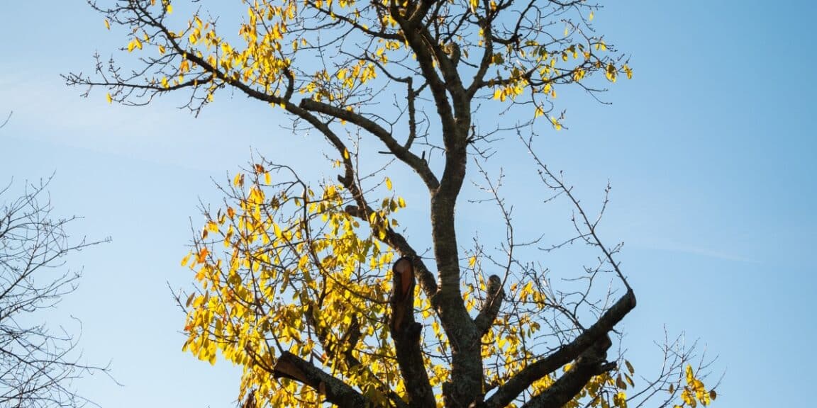 Comment traiter et soigner un cerisier dont les feuilles sèchent et restent sur l'arbre fruitier ?