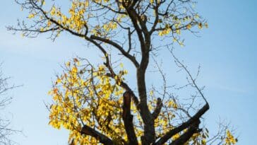 Comment traiter et soigner un cerisier dont les feuilles sèchent et restent sur l'arbre fruitier ?