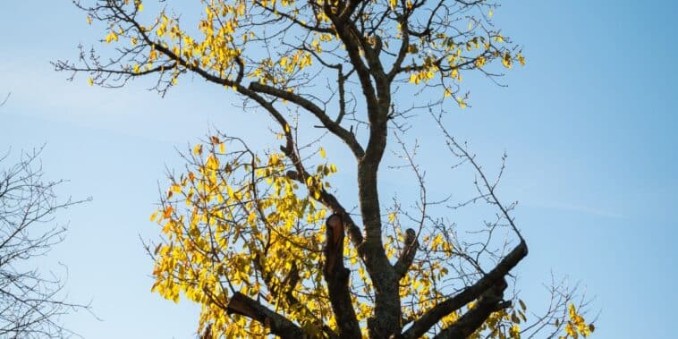 Comment traiter et soigner un cerisier dont les feuilles sèchent et restent sur l'arbre fruitier ?