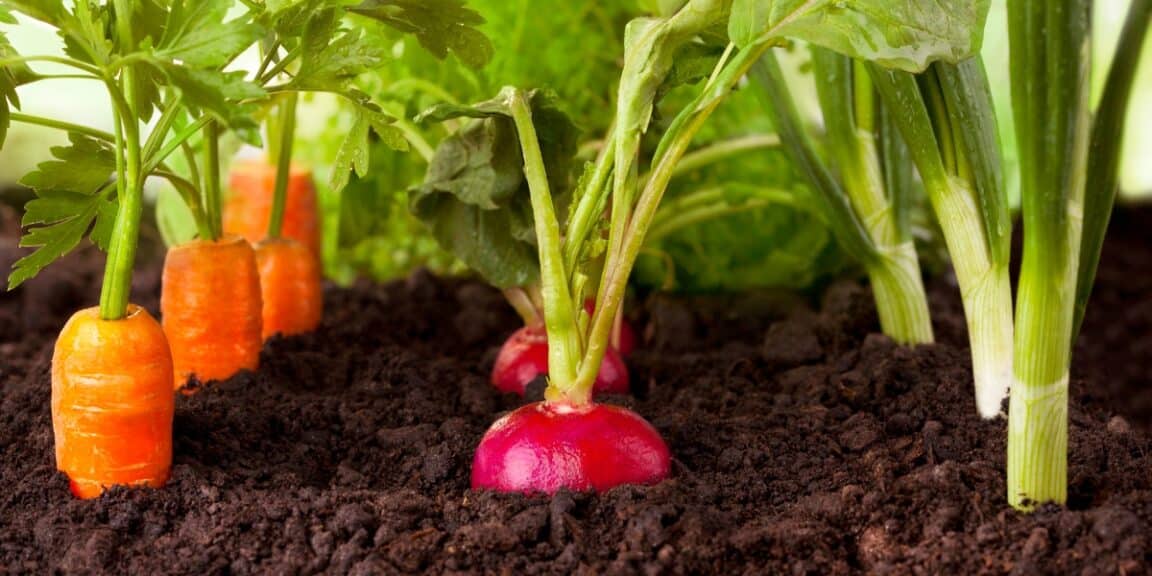 Quand installer les principaux légumes du potager selon le climat ?
