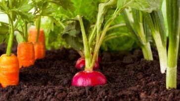 Quand installer les principaux légumes du potager selon le climat ?