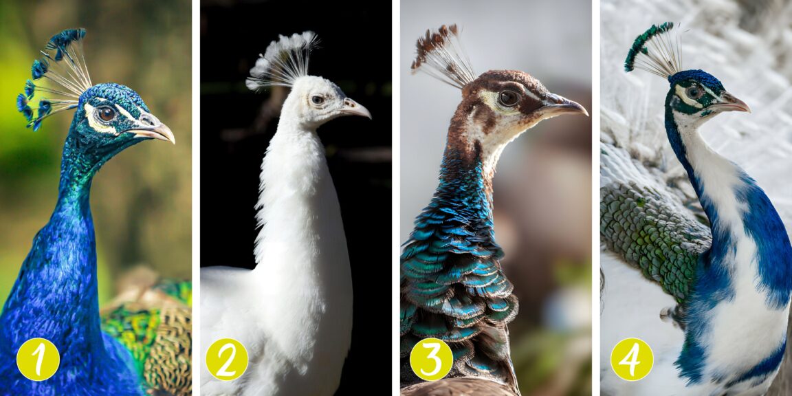 Test de personnalité : Quel ami êtes-vous selon votre paon préféré ? Choisissez parmi 4 majestueux paons et révélez les secrets de votre amitié !