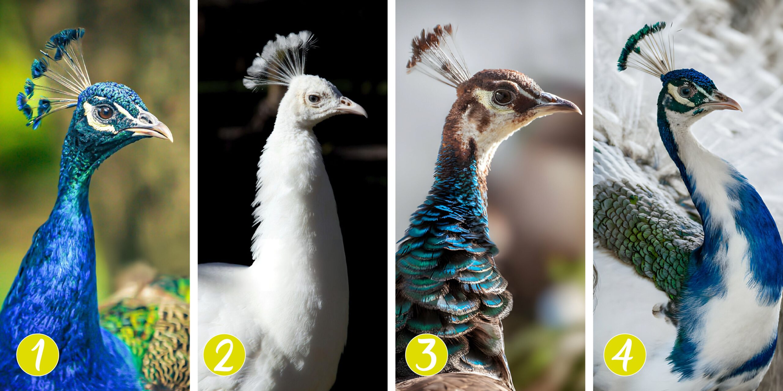 Test de personnalité : Quel ami êtes-vous selon votre paon préféré ? Choisissez parmi 4 majestueux paons et révélez les secrets de votre amitié !