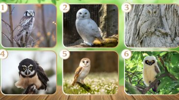 Test de personnalité : Quel hibou vous attire le plus ? Sélectionnez parmi ces 6 mystérieux gardiens de la nuit et recevez le conseil perspicace pour éclairer votre journée !