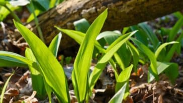 Découvrez comment l’ail peut booster vos arbres fruitiers : avantages et guide de plantation
