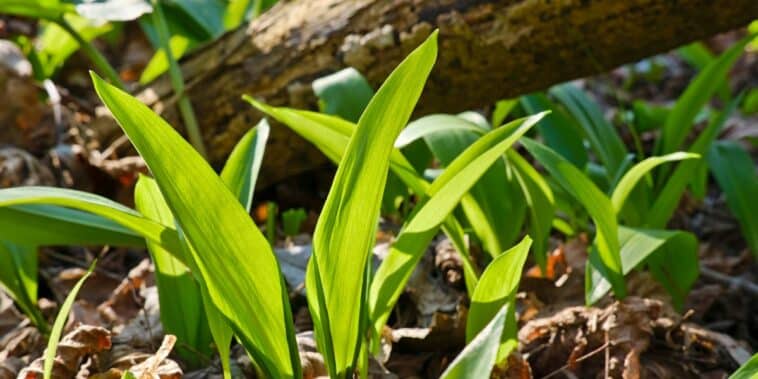 Découvrez comment l’ail peut booster vos arbres fruitiers : avantages et guide de plantation