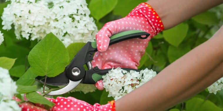 Faut-il tailler les hortensias en mars ? Ou attendre encore un peu ?