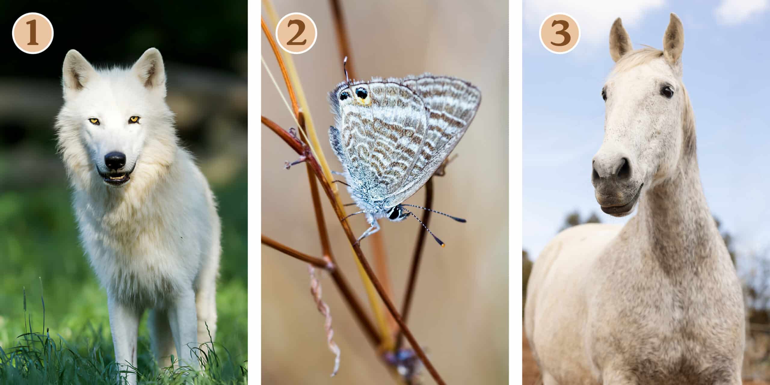 Test de personnalité : Quel animal vous inspire ? Découvrez votre guide intérieur pour réaliser vos ambitions !