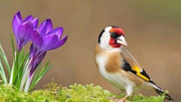 4 astuces de naturalistes pour attirer et garder les chardonnerets dans votre jardin !