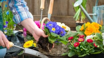 Préparation du printemps : découvrez 5 fleurs à planter en mars pour embellir votre jardin