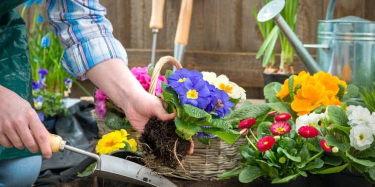 Préparation du printemps : découvrez 5 fleurs à planter en mars pour embellir votre jardin