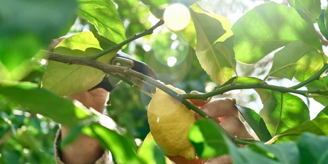 Comment tailler son citronnier en fin d'hiver : l'astuce indispensable pour une récolte abondante